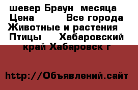 шевер Браун 2месяца › Цена ­ 200 - Все города Животные и растения » Птицы   . Хабаровский край,Хабаровск г.